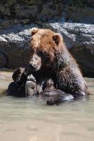 Really Cute Bear Sitting in Shallow Water photo