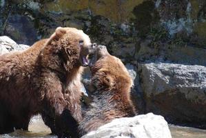 Pair of Grizzly Bears Biting at Each Other photo