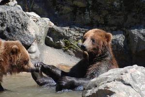 Grizzly Bear Holding on To His Feet photo