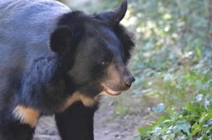 mirada de perfil a un oso malayo negro foto