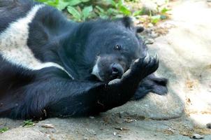 pata de oso grande con garras largas rascándose la nariz foto