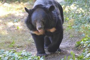 Rambling Sun Bear with a Very Sweet Face photo