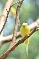 Lovable Little Budgie Parakeet Living in Nature photo