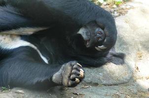 Sun Bear Playing Peek-a-boo With His Paw Over His Eyes photo