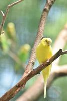 Beautiful Close Up of a Budgie Parakeet photo