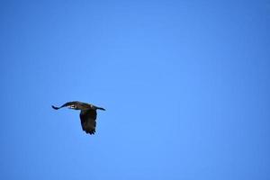 aleteo de alas en un pájaro águila pescadora voladora foto