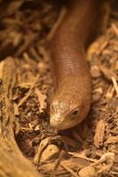 Looking into the Face of a European Glass Lizard photo