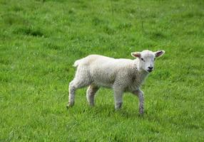 Very Cute Lamb Wandering in a Grass Field on a Farm photo