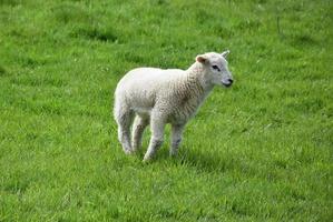 Beautiful Young Lamb Standing in a Grass Field photo