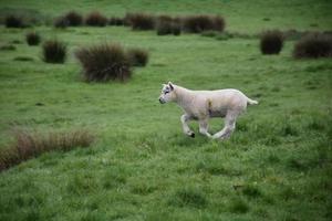 Sweet Lamb Running Along on the Moors in England photo