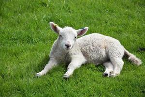 White Baby Lamb Resting in a Grass Field in the Spring photo