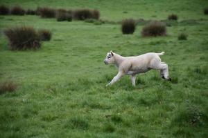 Lamb in England Running in a Large Field photo