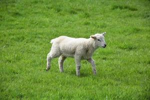 Fluffy White Lamb in a Grass Field on a Farm photo