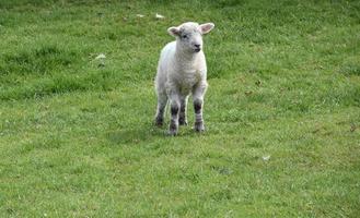 Sweet Lamb in the Spring Time in Northern England photo