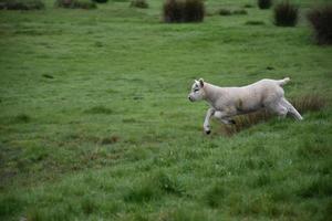 Very Cute Lamb Running on the Moors in Northern England photo