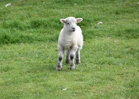 hermoso cordero bebé de pie en un campo en la primavera foto