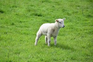 White Lamb Standing in a Grass Field in the Spring photo