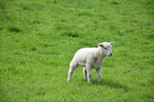 exuberante campo de hierba con un cordero bebé parado en él foto