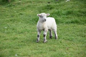 Wooly White Lamb Standing in a Grass Field photo