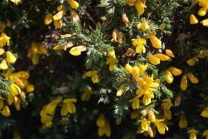 Beautiful Flowering Yellow Gorse Bush Blooming on a Spring Day photo