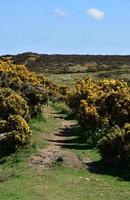 Dirt Footpath with Yellow Flowering Gorse Bushes Blooming photo