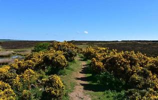 Boggy Moorland with Flowering Yellow Gorse Bushes Blooming photo