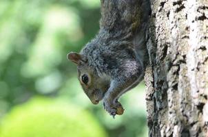 Squirrel Eating a Peanut photo