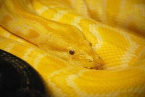 Burmese Python Snake Coiled Up photo