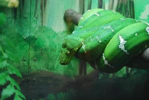 Large Coiled Emerald Tree Boa photo