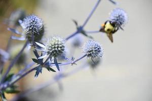 Slate Blue Globe Thistle Flowering and Blooming photo