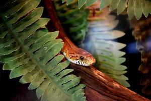 Poisonous Snake Slithering Down a Piece of Wood photo