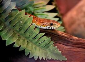 Slithering Brown Patterned Snake with Wood and Leaves photo