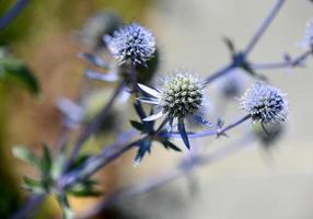 Slate Blue Globe Thistle Flower Blooming in the Summer photo
