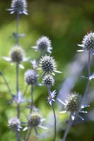 Blooming Globe Thistle Blooming and Flowering in the Summer photo