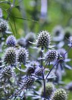 Light Purple Globe Thistle Flowers Blooming and Flowering photo