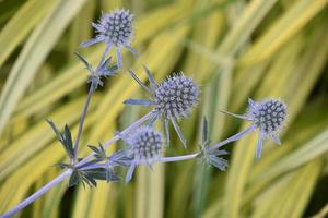 Stunning Globe Thistle Flowering and Blooming in a Garden photo