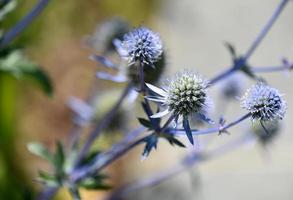 Stunning Globe Thistle Blooming and Flowering in a Garden photo