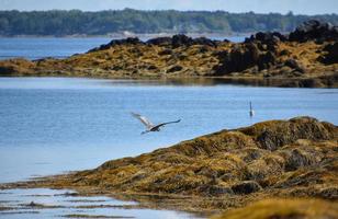 Great Blue Heron in Flight Over Water photo