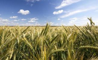 field with green rye photo