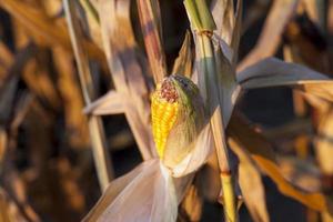 Mature maize, close up photo