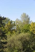 bosque en la temporada de primavera foto