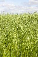 oat green unripe photo
