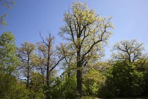 árboles de hoja caduca, bosque foto