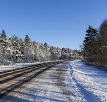 asphalt road, forest photo