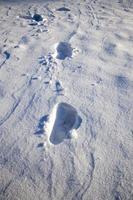 deep snow drifts photo