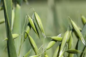 oat mug w photo