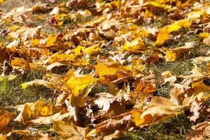 orange foliage maple photo