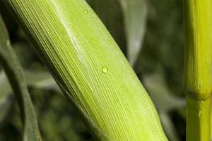 gotas de rocío foto