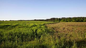 landscape field and forest photo