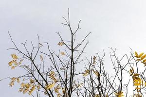 yellow leaves of the tree photo